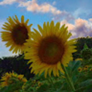 Meet your Posher, Alexia